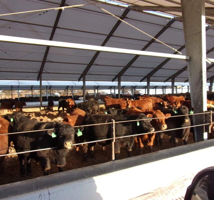 XF-Nebraska beef cattle