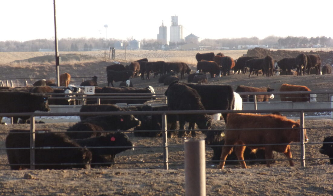 XF-Nebraska cattle