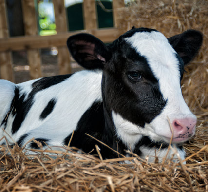 XF-Nebraska dairy cattle