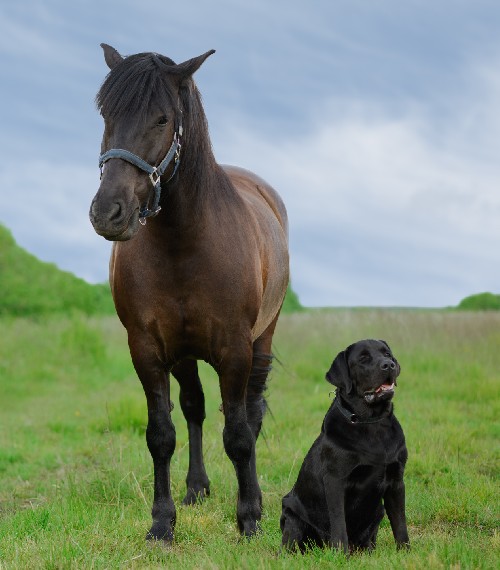 XF-Nebraska horse and dog